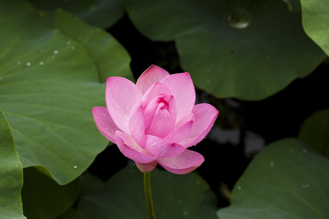 Fastest Lotus365 Review India Review 2026: Bonus, App, Withdrawal Tested